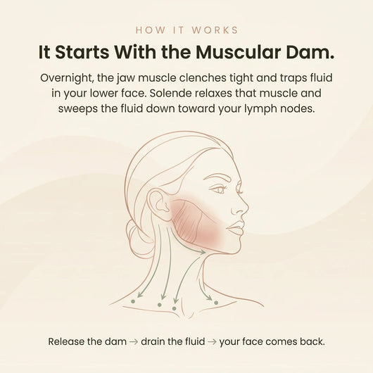 How it works — the Muscular Dam mechanism